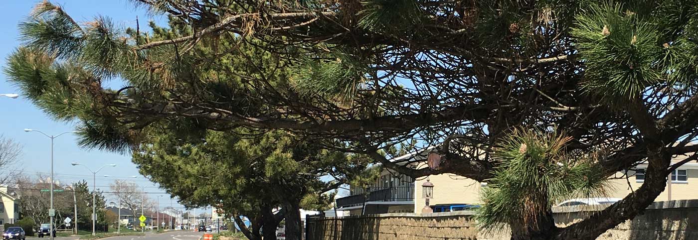 Tree in Long Branch, NJ